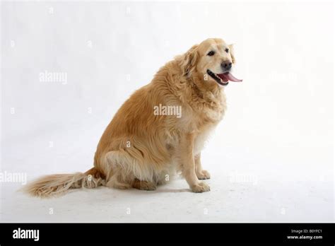 Golden Retriever Overweight Too Fat Stock Photo Alamy