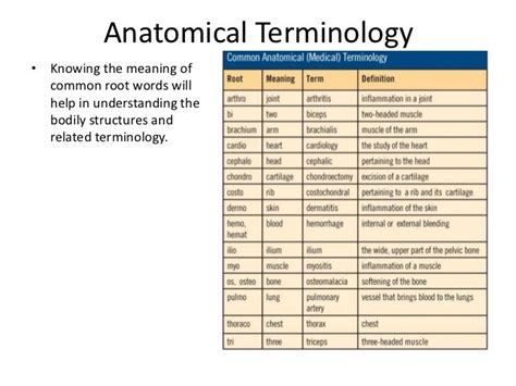 Anatomy Root Words