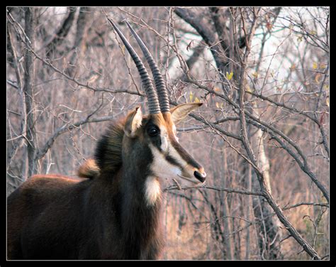 Sable Antelope Ian Flickr