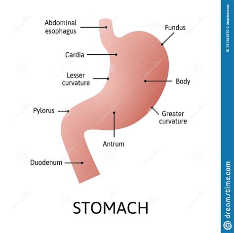 Human Stomach Anatomy Isolated On White Background Stomach And
