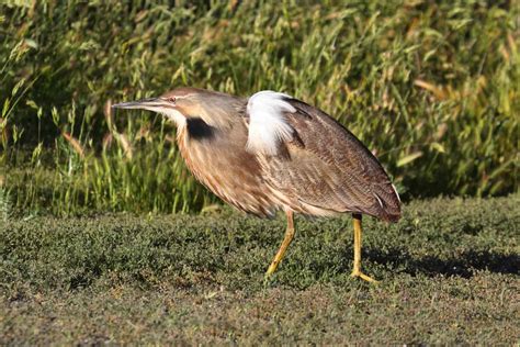 12 Birds That Look Like Herons Identifying Herons Egrets And More