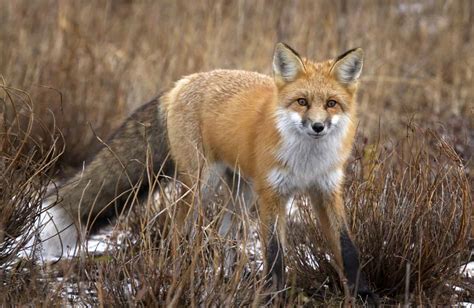 How To Identify Red Fox Vulpes Vulpes Tracks Nature Identification