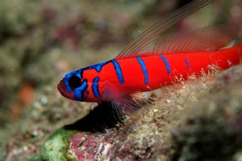 Awesome Fish Spotlight The Catalina Goby Reef Builders The Reef