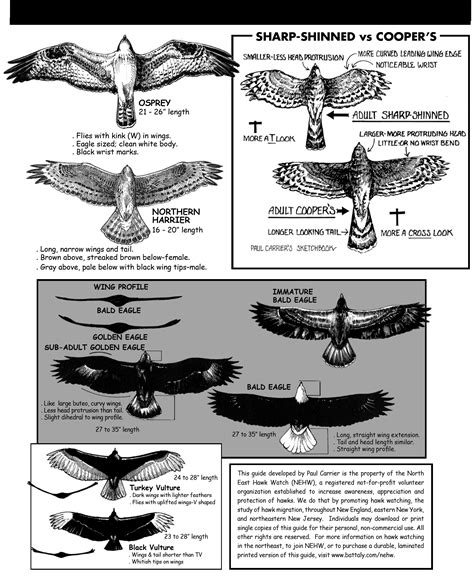 North East Hawk Watch Hawk Guide Bird Facts Backyard Birds Pet Birds