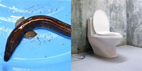 Man Stuffs Live Eel Up His Butt To Cure Constipation Almost Dies Science