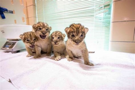 Fab Four In Buffalo Zoo Welcomes 4 Lion Cubs