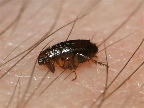 5 Reasons Why Fleas Are The Ultimate Parasite Flea Bites Fleas Have