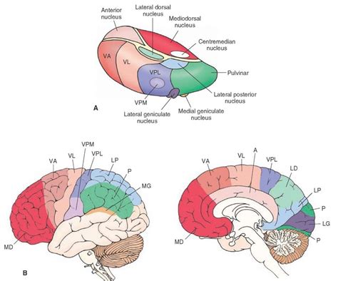 The Thalamus And Cerebral Cortex Integrative Systems Part 2