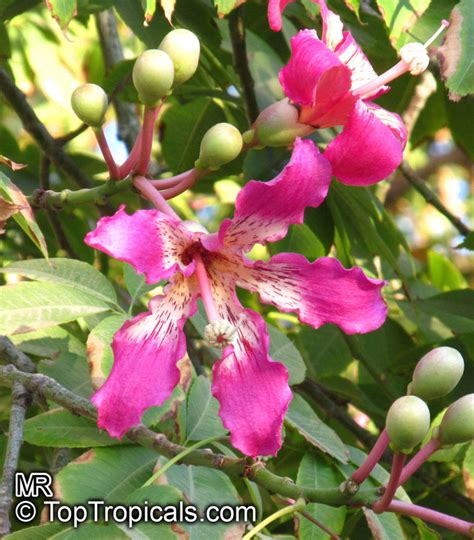 Chorisia Speciosa Ceiba Speciosa Silk Floss Tree Bombax