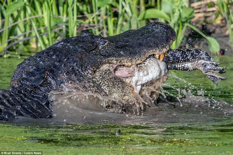 Amazing Images Show A Huge Alligator Eating A Smaller One