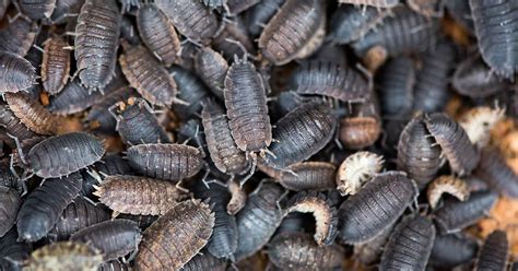 Garden Soil Pests Identification Uk Bios Pics