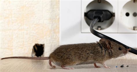 How to kill a rat: The Best Way to Kill Rats and Mice Quickly