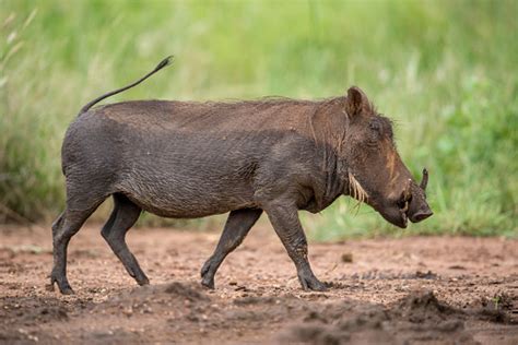 Running Warthog Stock Photo Download Image Now Istock