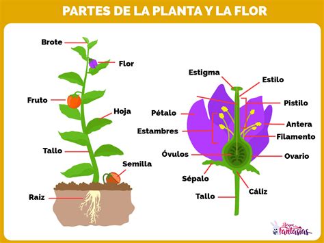 Las Plantas ® Características Formación Y Clasificación