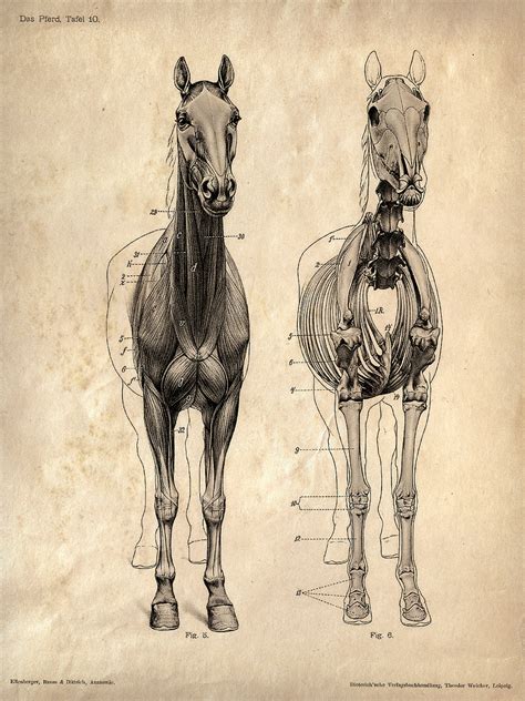 Download 1,042 muscle diagram male stock illustrations, vectors & clipart for free or amazingly low rates! Horse anatomy Skeleton Prints - Two Matching Vintage ...