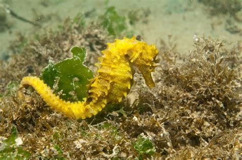 Seahorses Of Europe France 2017 2021 Marine Biology Projects
