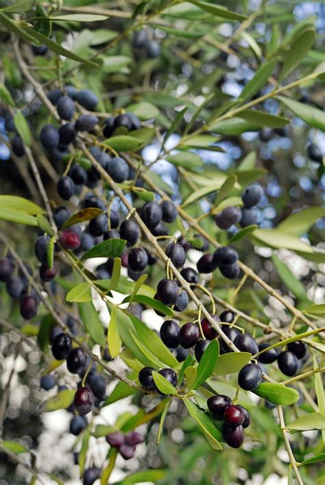 Close Up Of Ripe Olives Stock Photo Image Of Nature 123437490