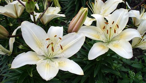 How To Transplant Asiatic Lilies Garden Guides