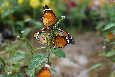 Butterfly Garden