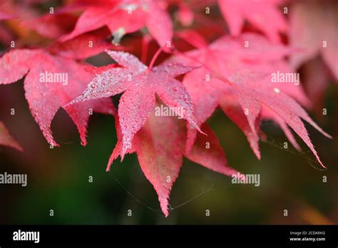 Close Up Of Red Leaves On A Japanese Maple Acer Japonicum Tree Stock