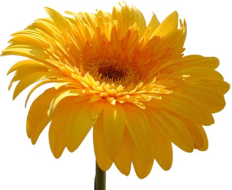 Yellow Flower 01 Free Photo Download Freeimages