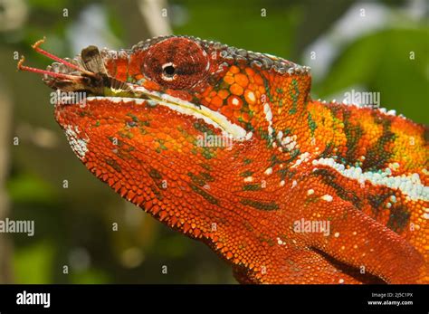 Panther Chameleon (Furcifer pardalis) eating an insect, Madagascar