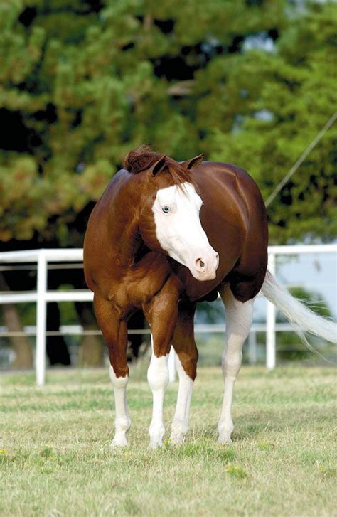 24 Horses That Have The Most Unique And Beautiful Colors In The World