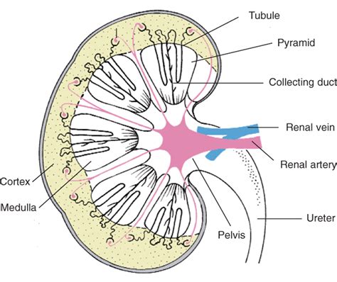 Labeled Diagram Of Kidney