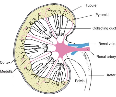 A Stoverview Year 11 Pupils Investigate The Kidney