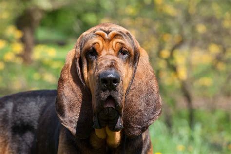 Bloodhound Dog Breed Info Everything You Need To Know K9 Web
