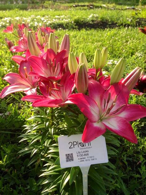 2plant International On Twitter Lily Tiny Diamond In Our Trial Garden