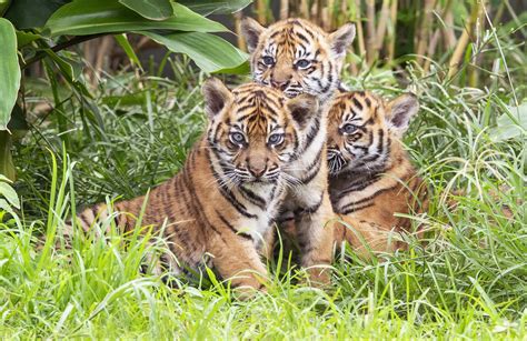 Watch: 3 Sumatran tiger cubs explore jungle habitat in Sydney zoo | The ...