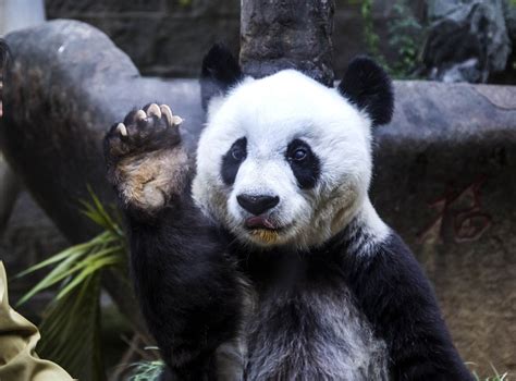 Worlds Oldest Panda In Captivity Dies In China