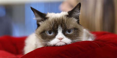Internet Sensation Grumpy Cat Passes Away Videos Nowthis