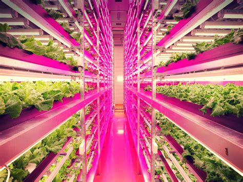 Top 10 Most Spectacular Indoor Farms