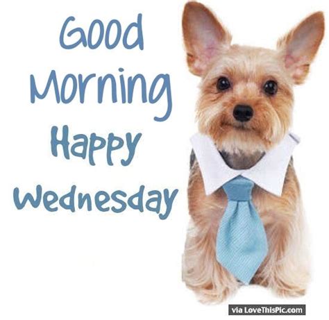 Cute Good Morning Happy Wednesday Puppy Pictures Photos