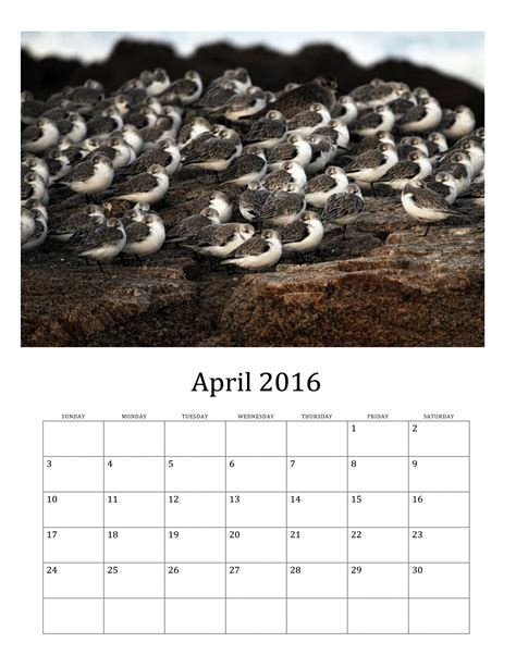 April 2016 Calendar Of Wild Birds Free Stock Photo Public Domain Pictures