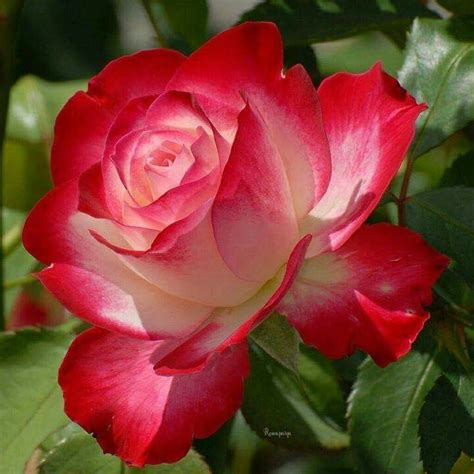 Pin By Lydia Granados On Red Rose Wonderful Flowers Beautiful