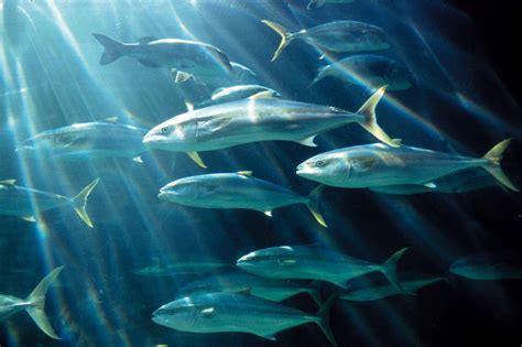 Most commonly the yellowtail amberjack seriola lalandi is meant. Giant yellowtail (Cape yellowtail) - Species - Two Oceans ...
