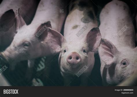 Curious Piglets Snout Image And Photo Free Trial Bigstock