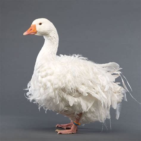 The university of minnesota says that geese make up less than one percent of the however, more and more people are discovering the joy of raising geese in this poultry article, we'll teach you how to start raising geese by hatching. SEBASTOPOL GEESE - Google Search in 2020 | Sebastopol ...