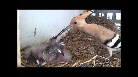 Hoopoe Nest Hd V1 Part 1 Of 2 Youtube