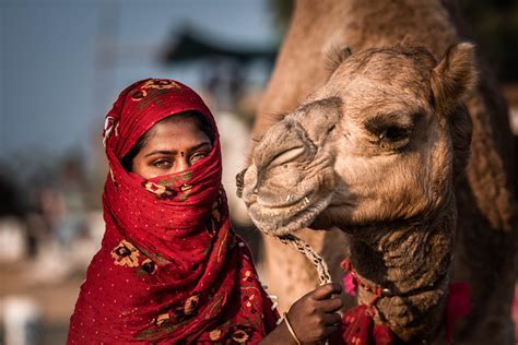 They also tend to make their discomfort the decision to ride a camel or not will always be a personal one, but here are a few guidelines to help ensure that the camels you encounter will be. Pushkar Camel Fair