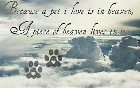 Pin By Carolyn King On Animals Dog Heaven Pet Loss Grief Animal Quotes