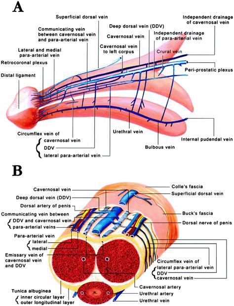 Penile Venous Anatomy An Additional Description And Its Clinical