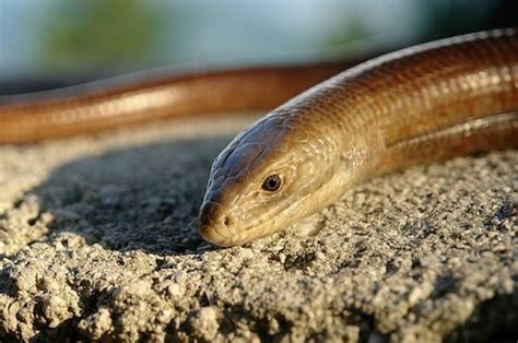 :d actually, the least you could do is give me a. European Legless Lizard. Glass lizard. (Pseudopus apodus ...
