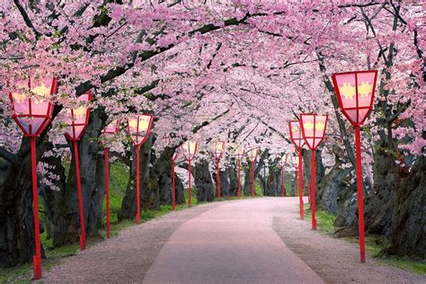 Path Into Spring Japanese Cherry Blossom Sidewalk Paint Sidewalk