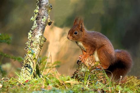 Hd Wallpaper Nature Animals Squirrel Mammals Wallpaper Flare