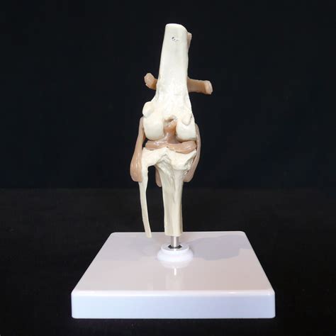 Anatomical Caninedog Knee Joint Model Animal Models Products
