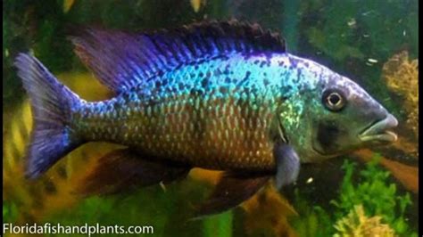 African Cichlids 1 Hap You Must Have Fossorochromis Rostratus Youtube